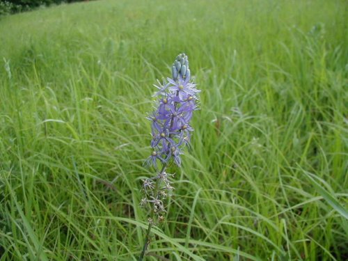 Wild Hyacinth (Camassia angusta)