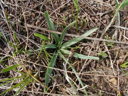 Wild Hyacinth (Camassia scilloides)