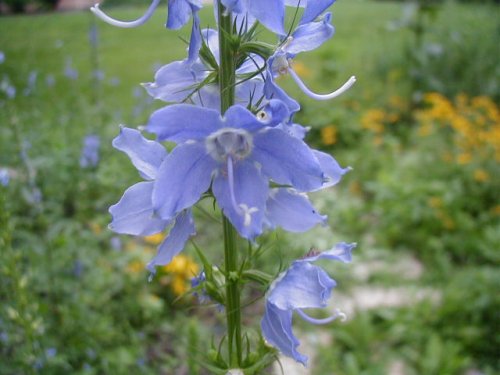 American Bellflower (Campanula americana)