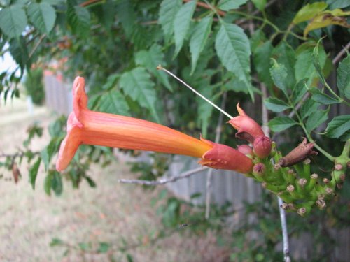 Trumpet Creeper (Campsis radicans)