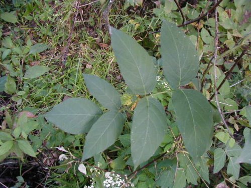 American Potato Bean (Apios americana)