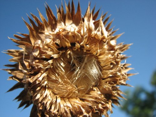 Musk Thistle (Carduus nutans)