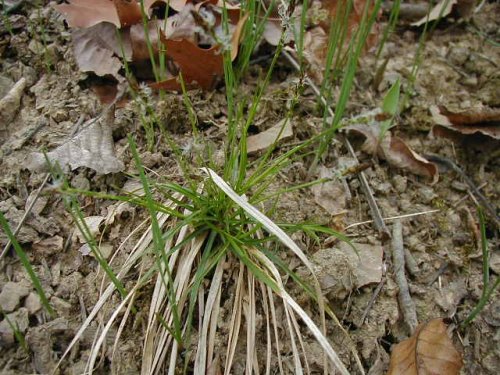 Whitetinge Sedge (Carex albicans)