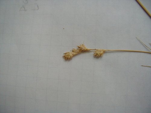 Straw Sedge (Carex brevior)