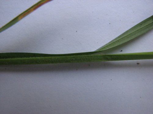 Bushes Sedge (Carex bushii)