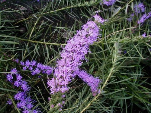 Eastern Dotted Gayfeather (Liatris mucronata)