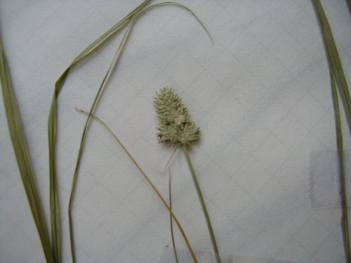 Oval Leaf Sedge (Carex cephalophora)