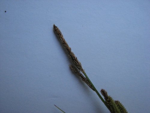 Emory Sedge (Carex emoryi)