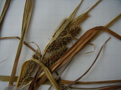 Franks Sedge (Carex frankii)