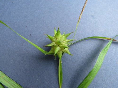 Grays Sedge (Carex grayi)