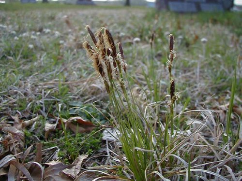 Sun Sedge (Carex inops)