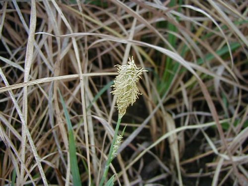 Meads Sedge (Carex meadii)