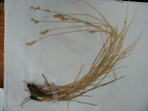 Pest Sedge (Carex molesta)