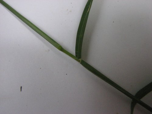 Hairy Crabgrass (Digitaria sanguinalis)