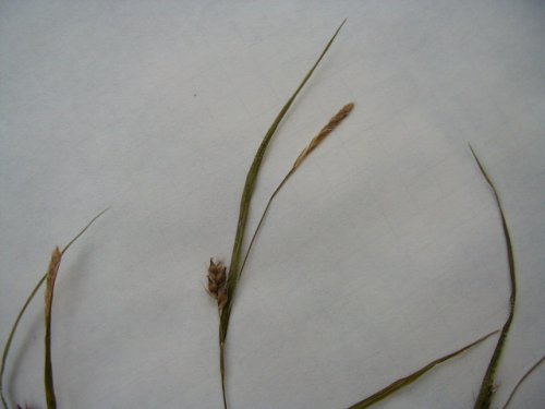 Straight-fruit Sedge (Carex oligocarpa)