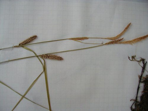 Wooly Sedge (Carex pellita)