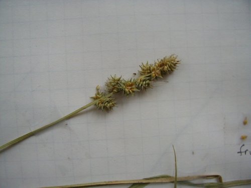 Burr Reed Sedge (Carex sparganioides)