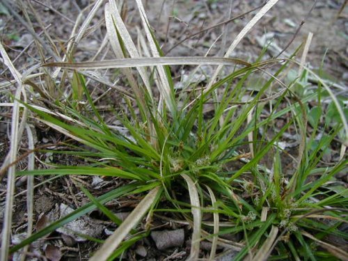 Low Sedge (Carex umbellata)