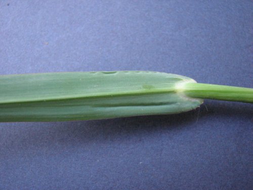 Barnyard Grass (Echinochloa crus-galli)