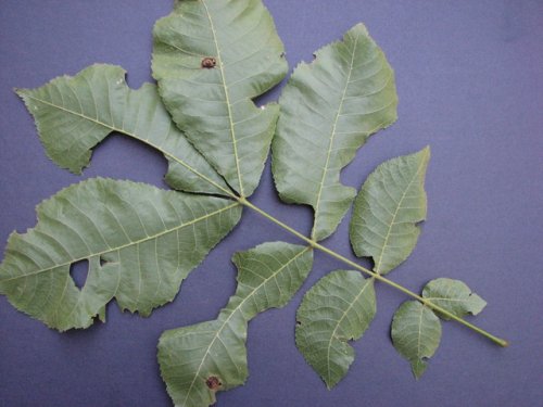 Shellbark Hickory (Carya laciniosa)