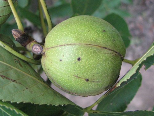 Shagbark Hickory (Carya ovata)