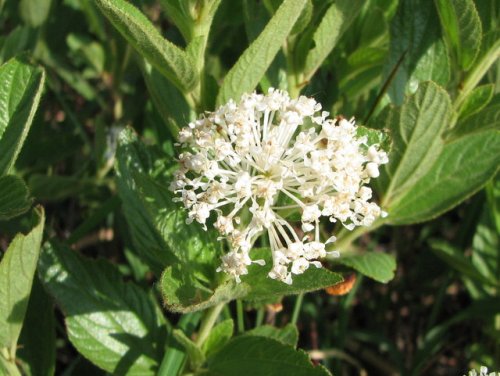 Inland New Jersey Tea (Ceanothus herbaceus)