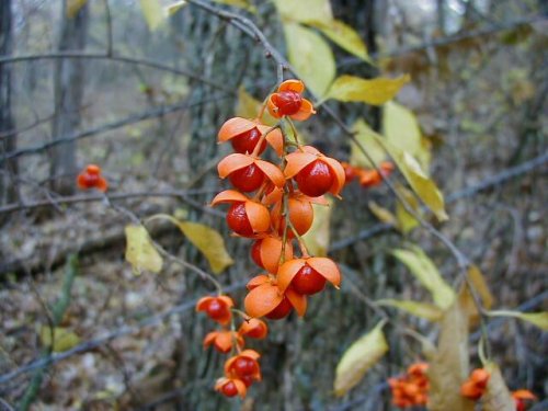 Plant Id Guide American Bittersweet Celastrus Scandens Kansas Native Plants