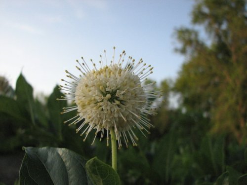 Buttonbush (Cephalanthus occidentalis)