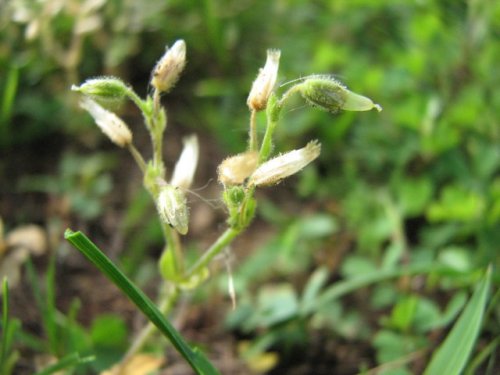 Shortstalk Mouse-ear Chickweed (Cerastium brachypodum)