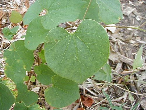 Redbud (Cercis canadensis)