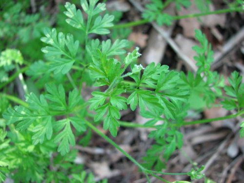 Wild Chervil (Chaerophyllum procumbens)