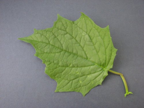 Maple Leaf Goosefoot (Chenopodium simplex)