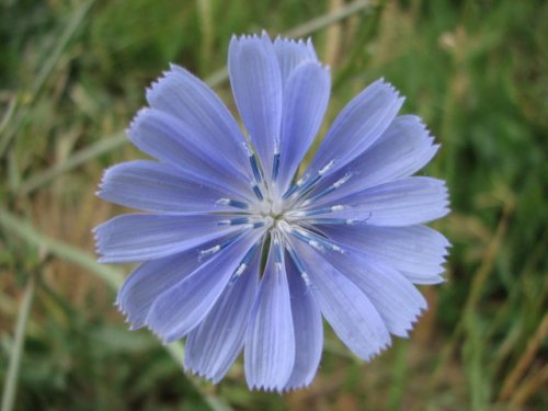 Chicory (Cichorium intybus)