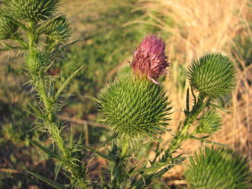 Bull Thistle (Cirsium vulgare)