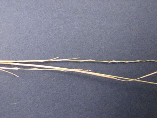 Plains Muhly (Muhlenbergia cuspidata)