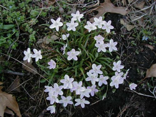 Spring Beauty (Claytonia virginica)