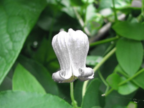 Pitcher's Leather Flower (Clematis pitcheri)