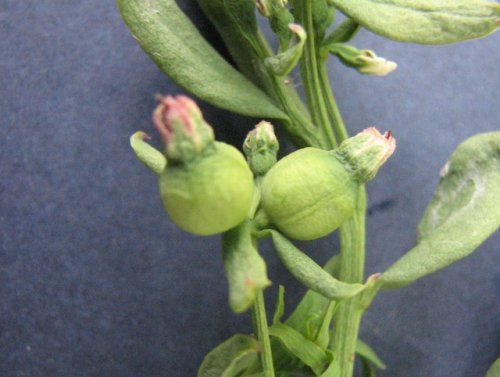 Bastard Toadflax (Comandra umbellata)