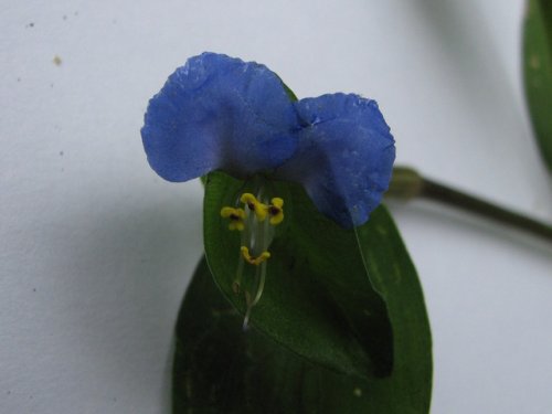 Asiatic Dayflower (Commelina communis)