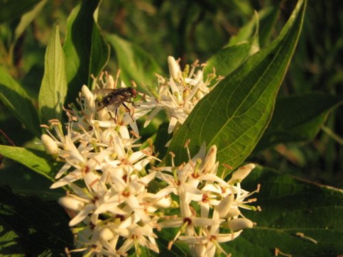 Swamp Dogwood (Cornus amomum)