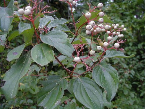 Rough-leaved Dogwood (Cornus drummondii)