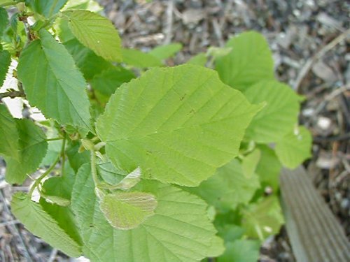 American Hazelnut (Corylus americana)