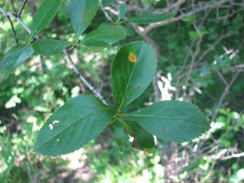 Cockspur Hawthorn (Crataegus crus-galli)