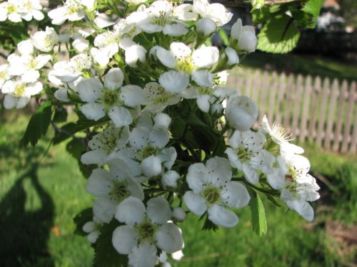 Downy Hawthorn (Crataegus mollis)