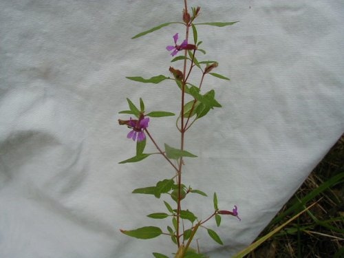 Blue Waxweed (Cuphea viscosissima)