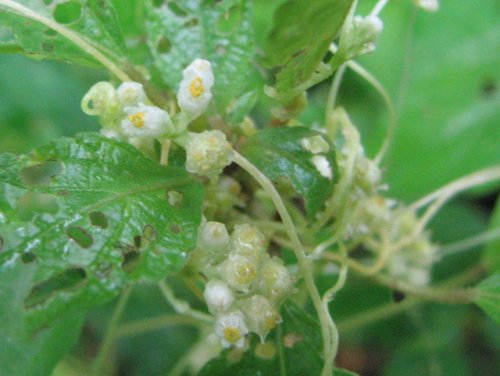 Fiveangled Dodder (Cuscuta pentagona)