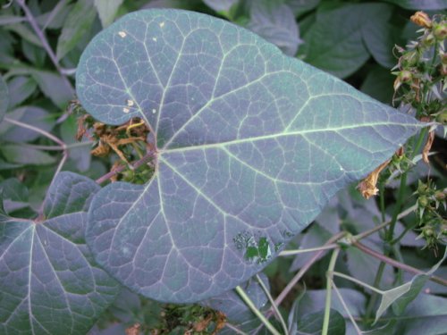 Climbing Milkweed (Cynanchum laeve)