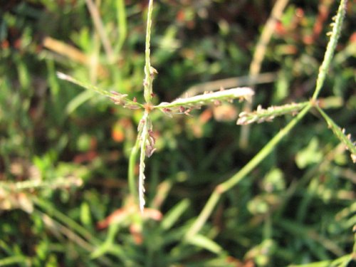 Bermuda Grass (Cynodon dactylon)