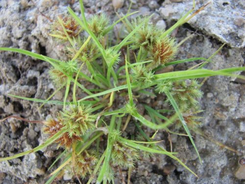 Bearded Flatsedge (Cyperus squarrosus)