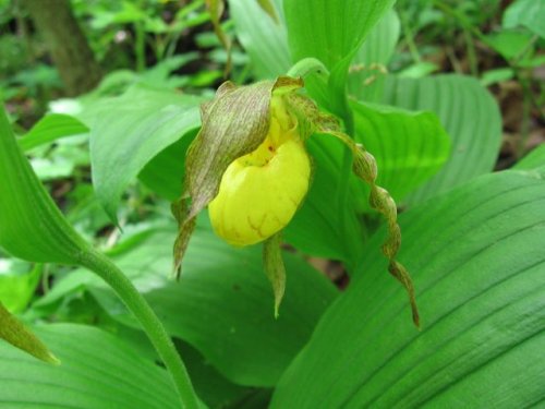 Yellow Lady's Slipper (Cypripedium pubescens)